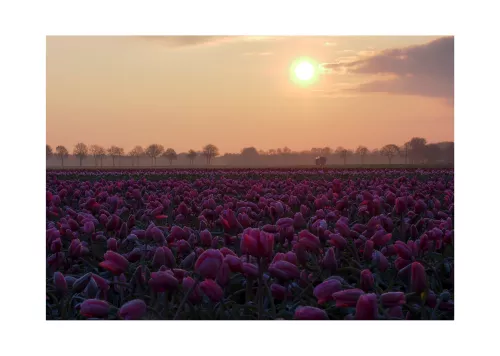 Zonsopgang Boven Bevroren Tulpen