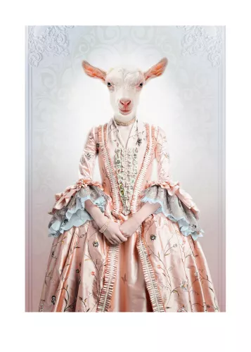 Royal lady goat 
