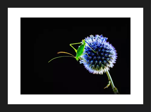 Artmuze SOLD OUT One Touch (300345)