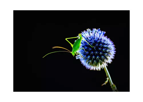 Artmuze SOLD OUT One Touch (300345)