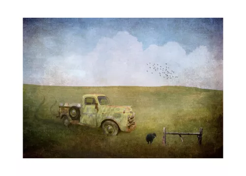 Artmuze SOLD OUT Black Sheep (300336)