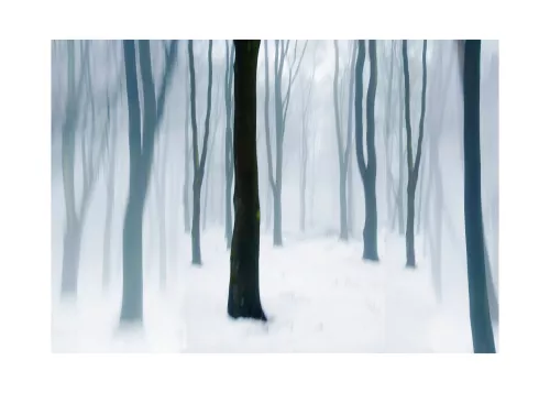 White forest